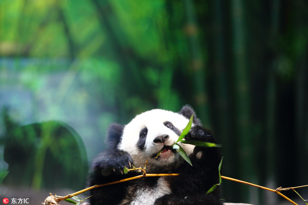 今天是国际熊猫节 你能抵住熊猫的呆萌诱惑吗？