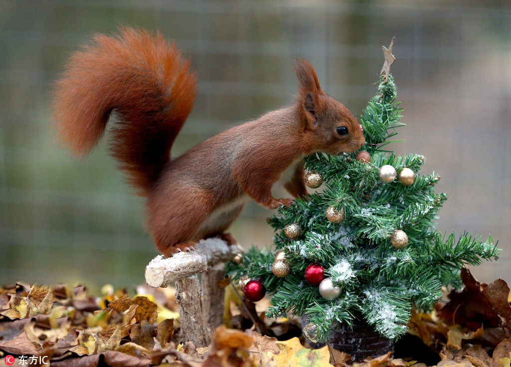 吃货嗅觉之灵敏是无敌的！ 实拍英国红松鼠“偷吃”圣诞坚果