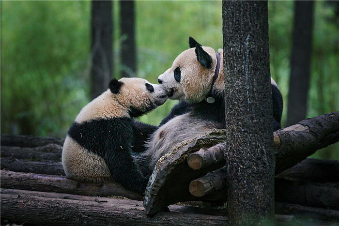 首届“九寨”杯大熊猫摄影大赛颁奖 大熊猫与人和谐相处组照获5万元大奖