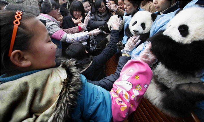 首届“九寨”杯大熊猫摄影大赛颁奖 大熊猫与人和谐相处组照获5万元大奖