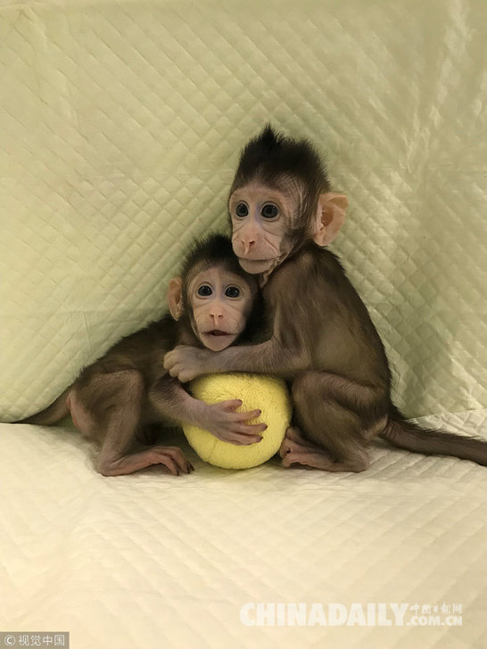 世界生命科学重大突破！两只克隆猴在中国诞生(图)