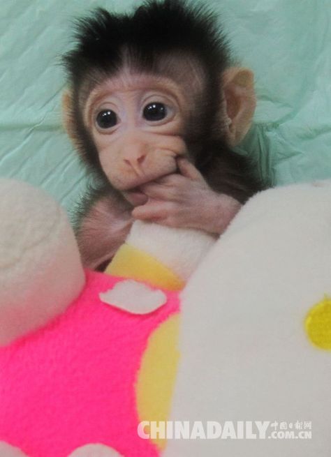 世界生命科学重大突破！两只克隆猴在中国诞生(图)