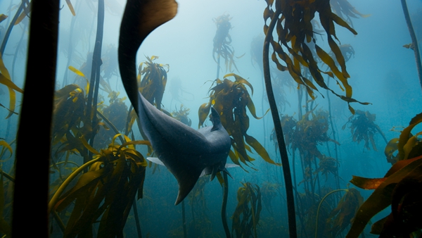 专访BBC巨幕影片《海洋》制片人 揭秘自然类