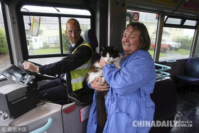 英国一黑白猫爱上坐公交成“网红” 不幸去世引人伤心