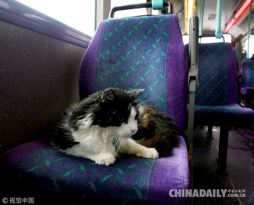 英国一黑白猫爱上坐公交成“网红” 不幸去世引人伤心