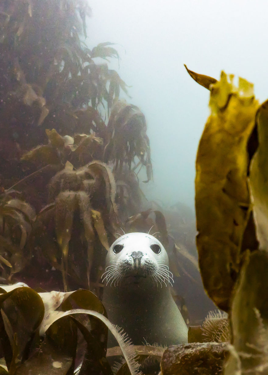2018水下摄影大赛:探寻海洋的神秘与乐趣