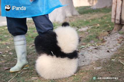 全球首档大熊猫主题真人体验纪实 公益节目《熊猫伴我行》首播