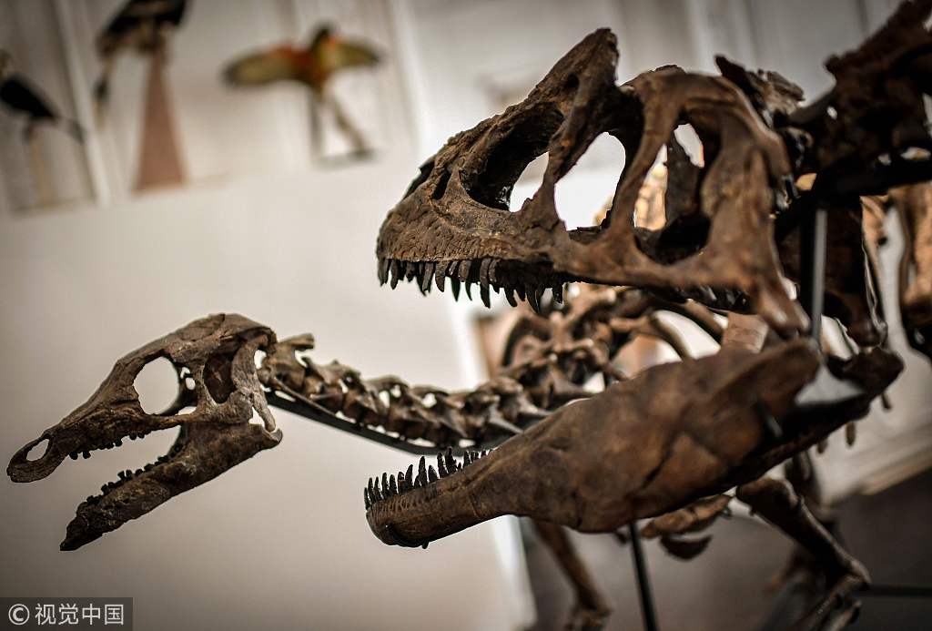 法国拍卖行将拍卖两副恐龙骨架 专家组装骨骼精密如拼图