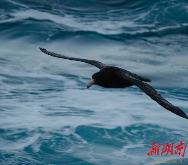 南极梦寻（3）大西洋上的盛宴