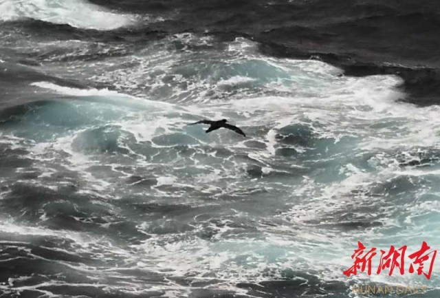 南极梦寻（3）大西洋上的盛宴