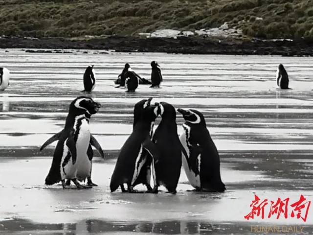 南极梦寻（4）“不要迎接企鹅，要让企鹅迎接你”