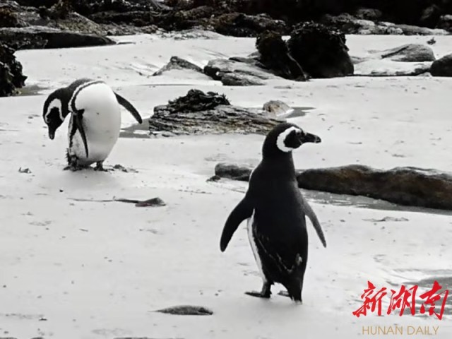 南极梦寻（4）“不要迎接企鹅，要让企鹅迎接你”