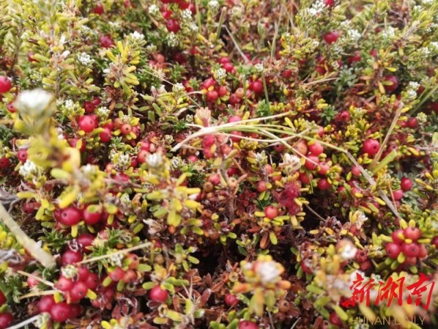 南极梦寻（4）“不要迎接企鹅，要让企鹅迎接你”