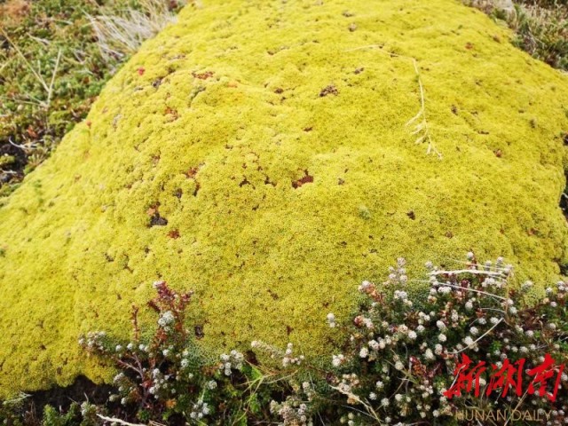 南极梦寻（4）“不要迎接企鹅，要让企鹅迎接你”