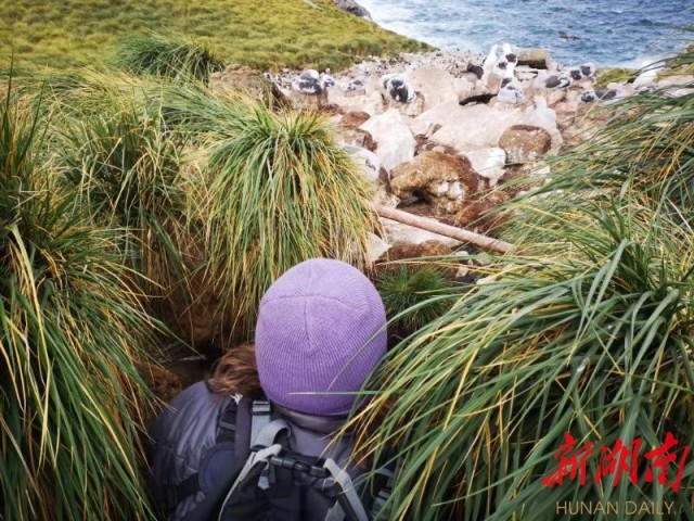 南极梦寻（4）“不要迎接企鹅，要让企鹅迎接你”