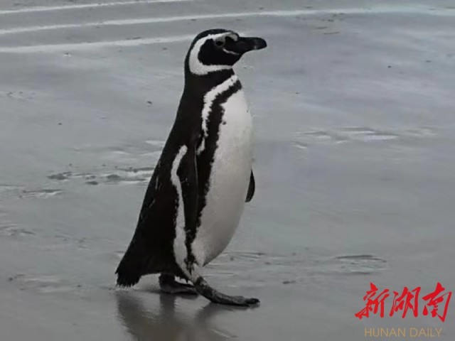 南极梦寻（4）“不要迎接企鹅，要让企鹅迎接你”