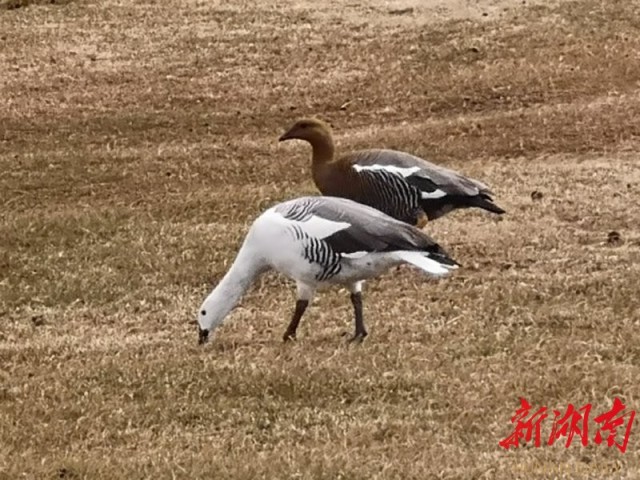 南极梦寻（4）“不要迎接企鹅，要让企鹅迎接你”