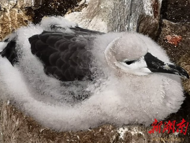 南极梦寻（4）“不要迎接企鹅，要让企鹅迎接你”