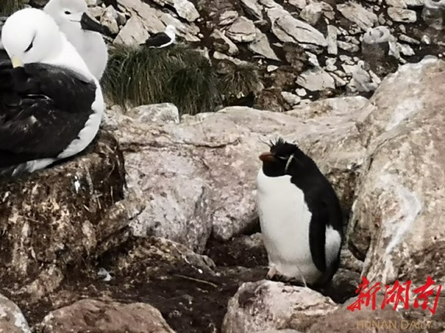 南极梦寻（4）“不要迎接企鹅，要让企鹅迎接你”