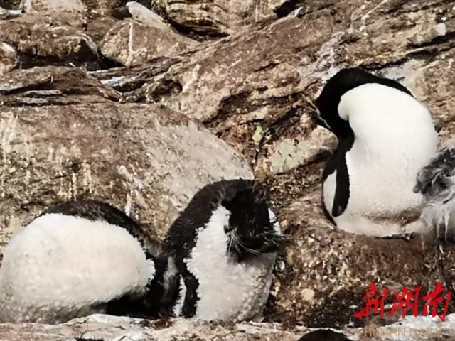 南极梦寻（4）“不要迎接企鹅，要让企鹅迎接你”