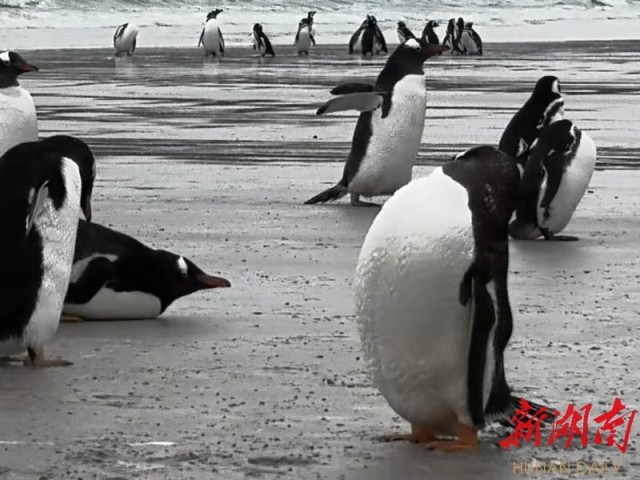 南极梦寻（4）“不要迎接企鹅，要让企鹅迎接你”