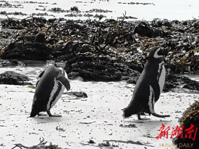 南极梦寻（4）“不要迎接企鹅，要让企鹅迎接你”