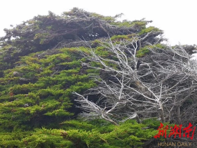 南极梦寻（4）“不要迎接企鹅，要让企鹅迎接你”