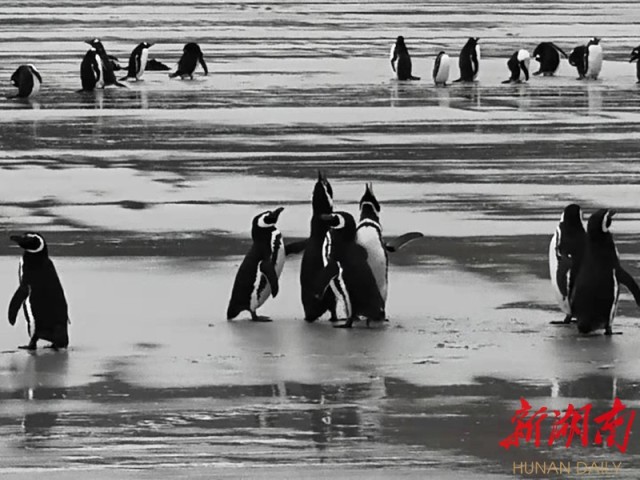 南极梦寻（4）“不要迎接企鹅，要让企鹅迎接你”