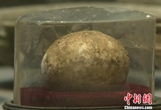 南京博物院展出“西周鸡蛋” 能否孵化小鸡尚需鉴定