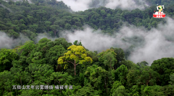 《秘境神草》黎族“药王”展现古法黎术　“救命”野菜谱写民族传奇