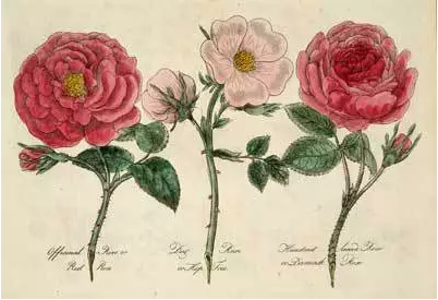花语 | 关于玫瑰的七个冷知识