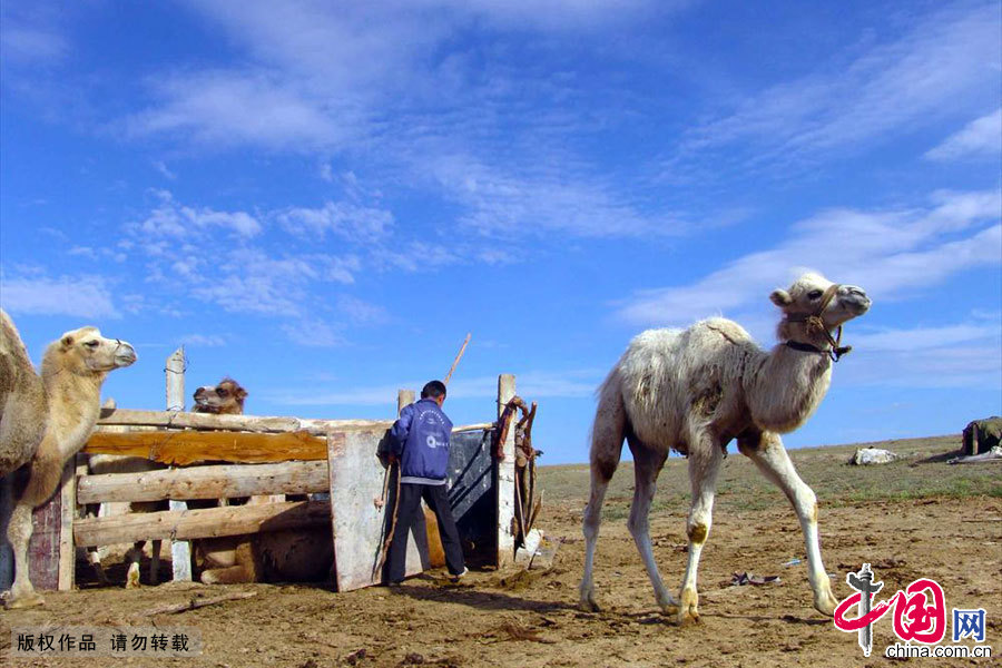 哈萨克族小牧民叶尔江家的牧驼生活