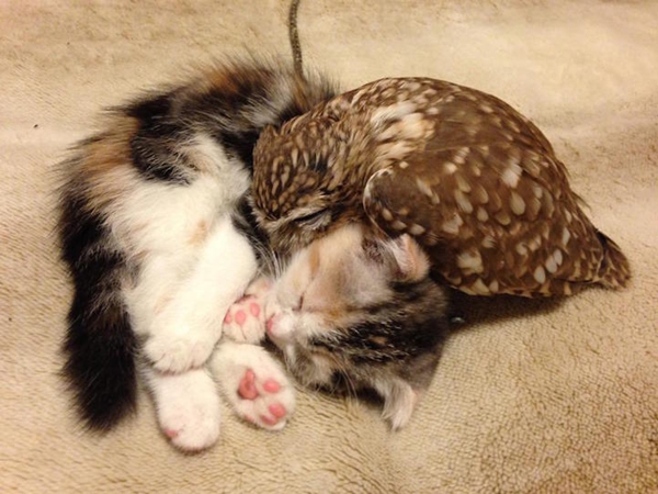 神奇！猫头鹰和折耳猫成了好朋友