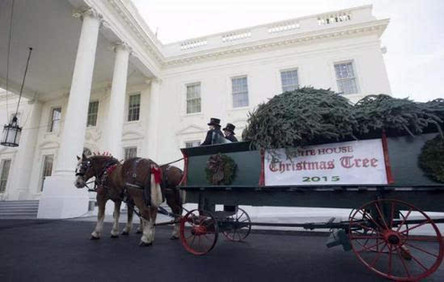 充满创意又不失传统 看白宫和英国王室怎么过圣诞