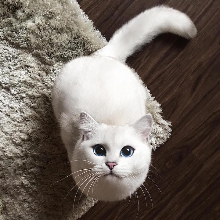 最美猫咪：所有人都会迷上它的蓝眼睛