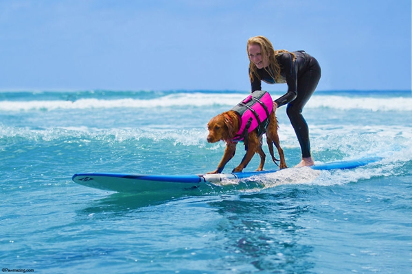 美国服务犬带残疾人冲浪 感受海上滑行的乐趣
