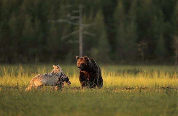 灰狼和棕熊连续十晚同看日落享美食 结伴寻找安全感