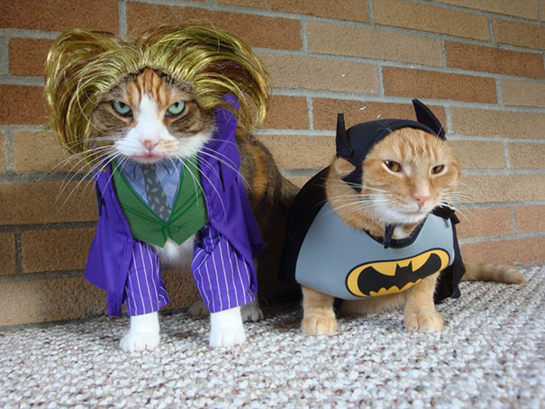 猫界万圣节：从特朗普到蝙蝠侠 看看猫咪们的Cosplay大秀