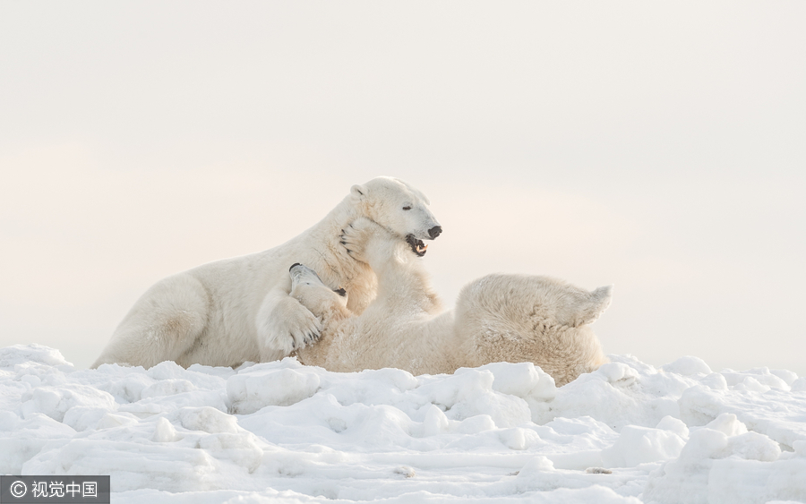 两雄性北极熊直立身子互相推搡 画面逗趣