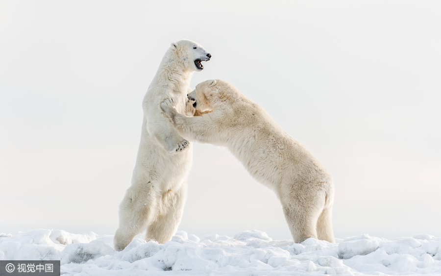 两雄性北极熊直立身子互相推搡 画面逗趣