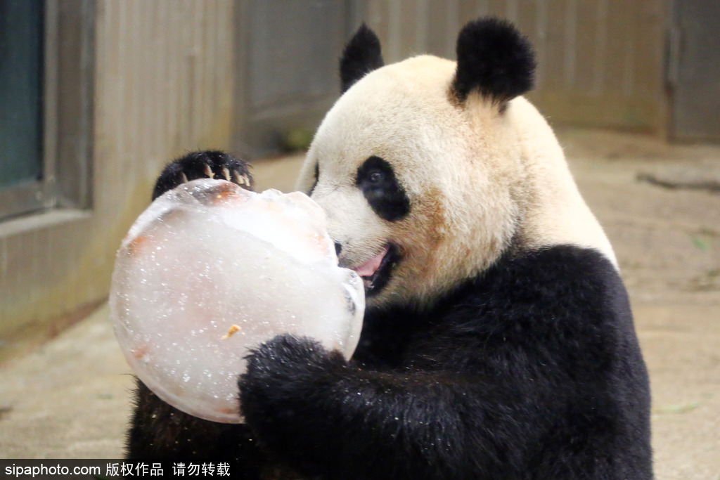 旅美大熊猫“宝宝”回国 盘点那些留洋熊猫的激萌时刻