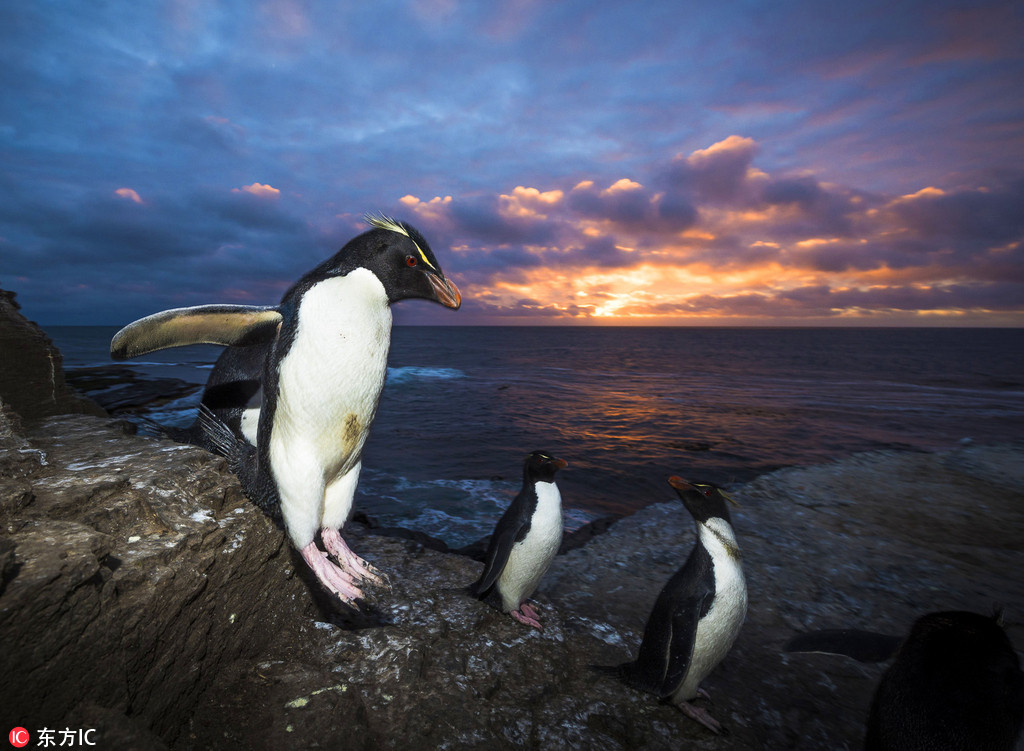 南美洲帝企鹅组团看日出 萌物来袭堪比大片