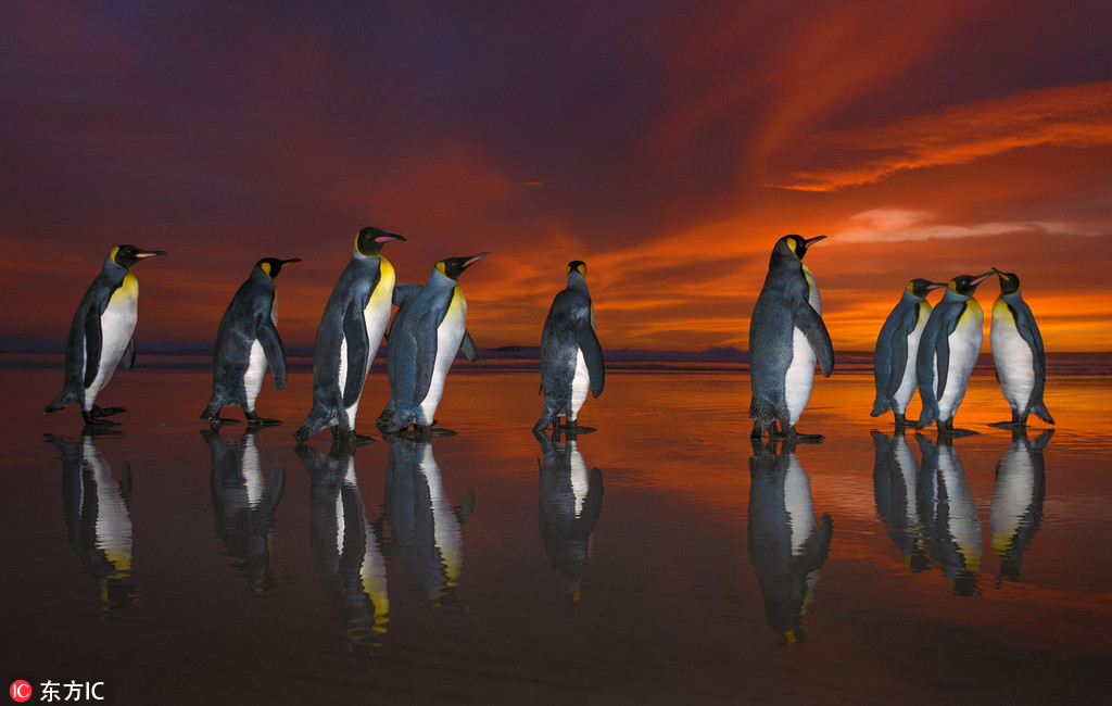 南美洲帝企鹅组团看日出 萌物来袭堪比大片