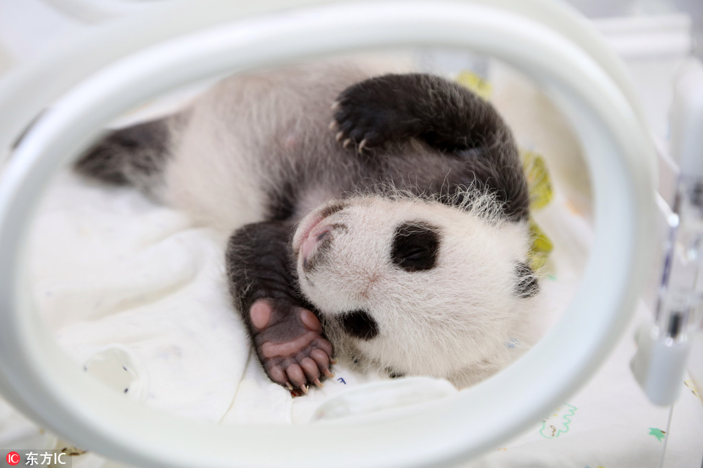 今天是国际熊猫节 你能抵住熊猫的呆萌诱惑吗