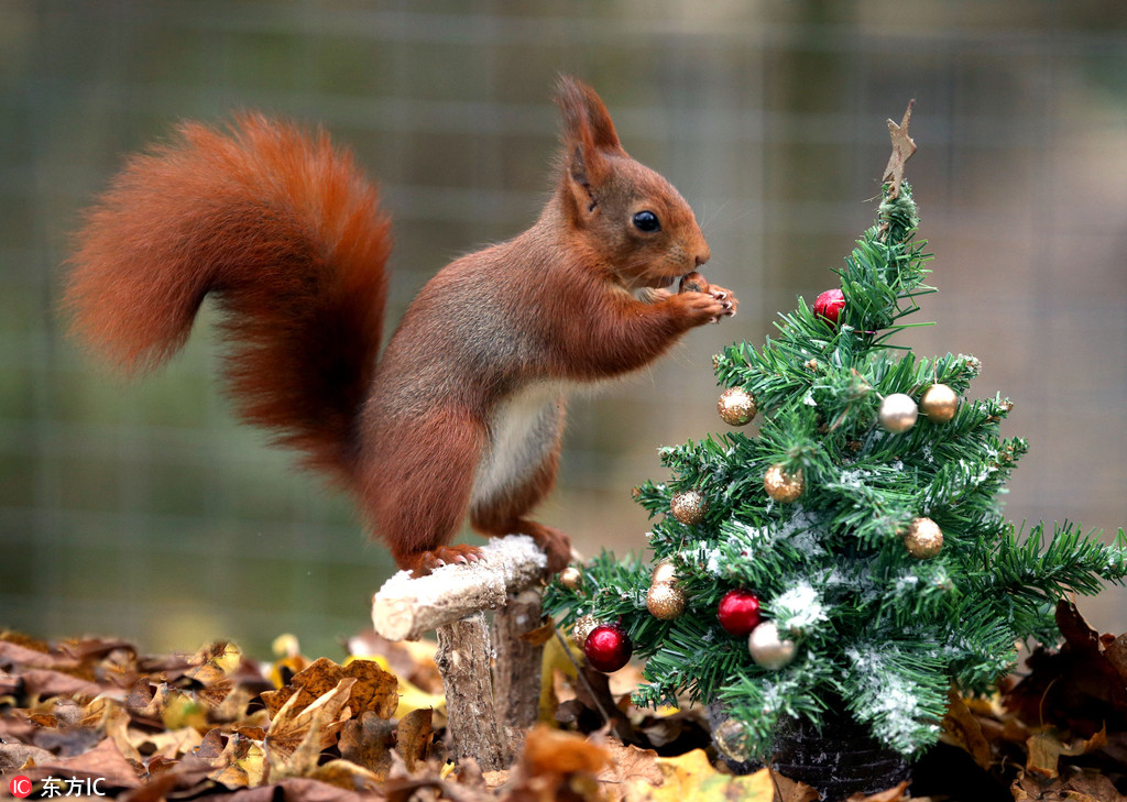吃货嗅觉之灵敏是无敌的！ 实拍英国红松鼠“偷吃”圣诞坚果