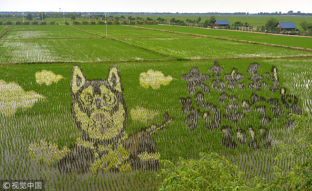 稻田也能玩花样 12幅巨型3D稻田画亮相沈阳稻梦空间