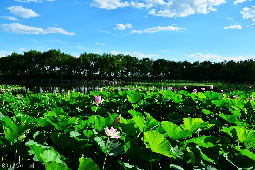 北京风吹天地净 颐和园西湖荷花迎“最美”观赏期