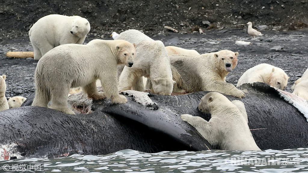 揪心！全球变暖海豹无处觅 北极熊争食死鲸仍难以为继