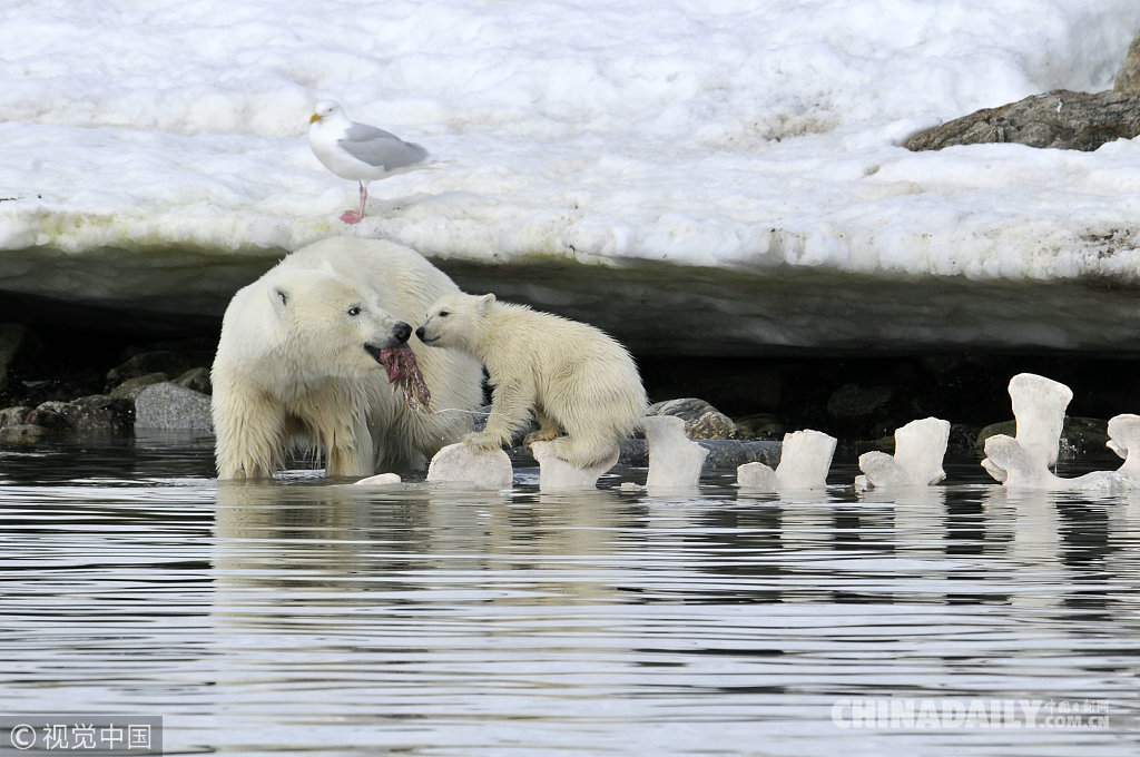 揪心！全球变暖海豹无处觅 北极熊争食死鲸仍难以为继