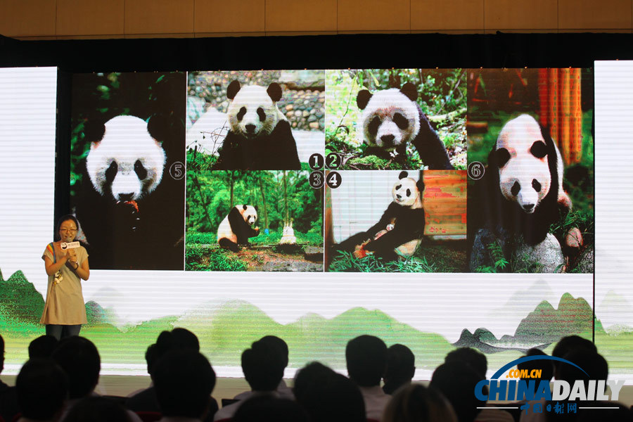 全球唯一24小时直播大熊猫平台诞生 李云迪任公益推广大使